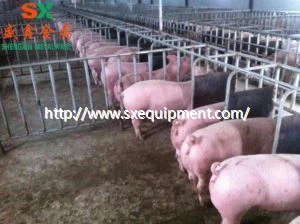 Фермада домуз феттенсированиеси .