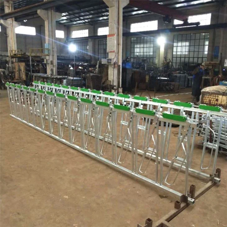 Dairy Farm Cow Headlock